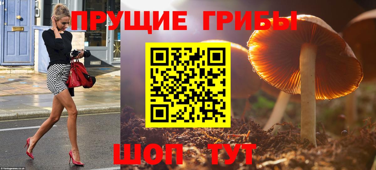 Галлюциногенные грибы Psilocybe Тольятти
